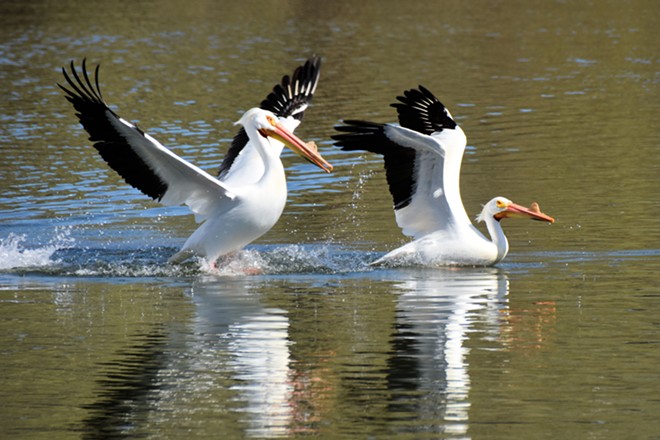 Two pelicans