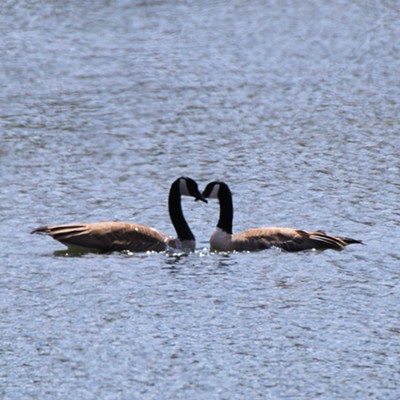 While Stan Gibbons was photographing pelicans near Swallows Boat Ramp on April 19 he noticed these two lovebirds in the water.