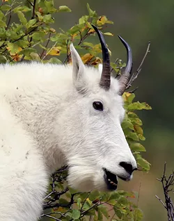 This photo of a mountain goat by Charlie Wheeler of Potlatch will be included in an exhibit at Artisans at the Dahmen Barn in Uniontown.
