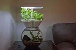 Grow veggies - and fish - in a tank: Aquaponics is an old way made new for growing food indoors