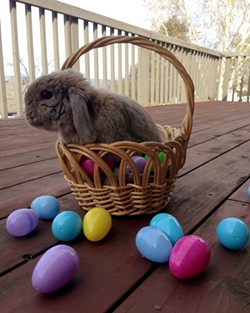 The truth about adopting Easter bunnies as pets