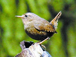 Bird is the word: Keep your eyes peeled for these five migratory birds visiting the region