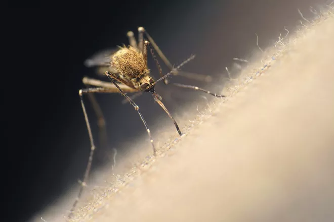 Slap these mosquito myths out of your conversations