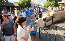 Izzy the camel gets a little to close for comfort for Jessica Davidson of Clarkston as she tries to feed him at Clarkston Alive After 5 in 2011. Lewiston Tribune photo