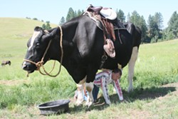 Kids can make butter and ride a steer at Saturday's Buttermilk Festival