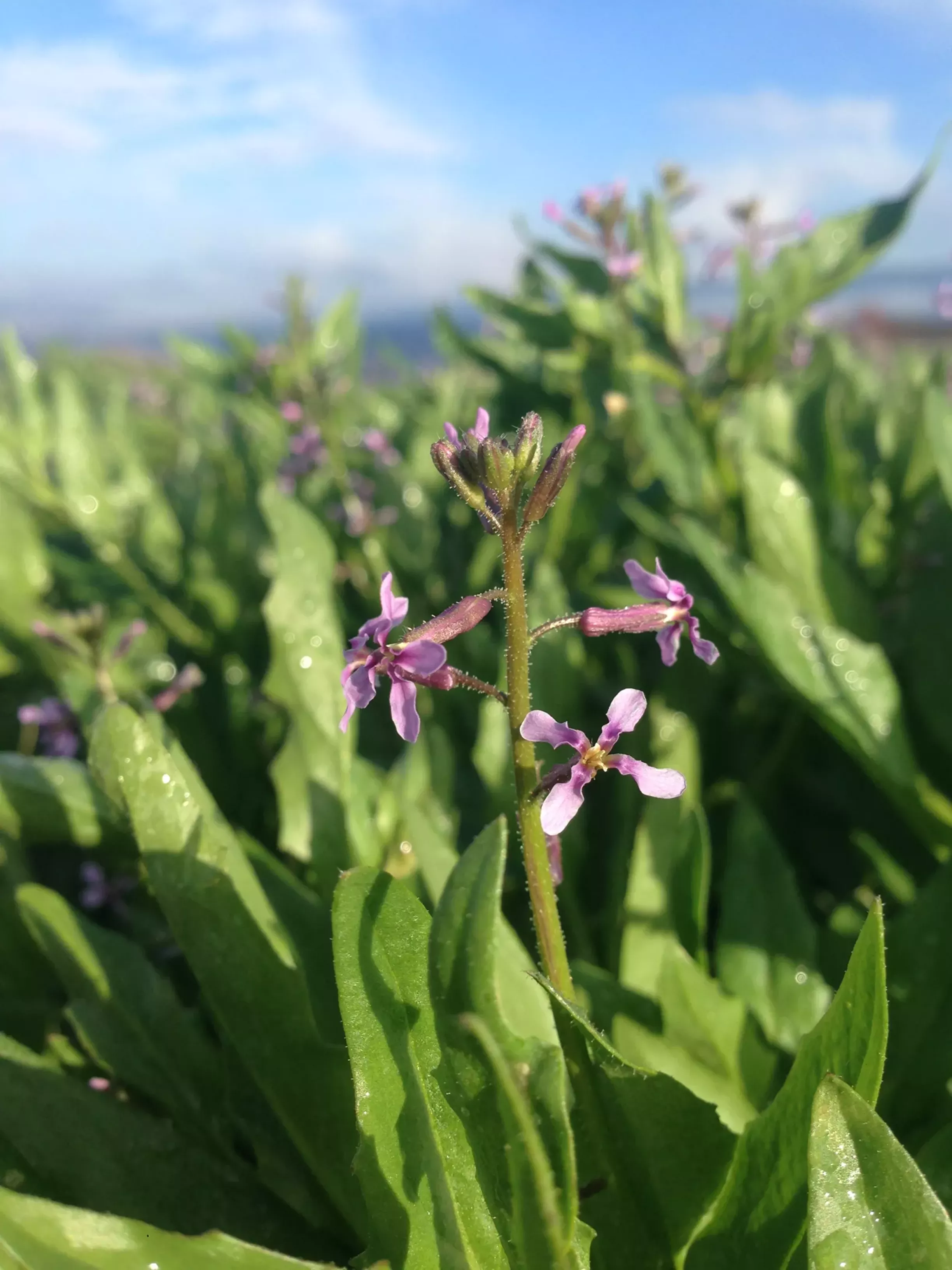 Smartphone field guide lets you stop, smell Idaho&#146;s wildflowers