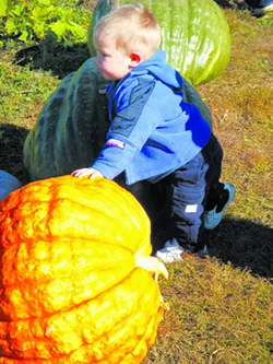 Gourd heavens! How to pick, carve and preserve the perfect pumpkin