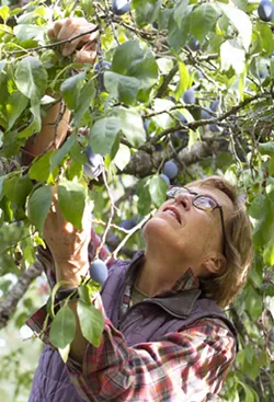 Jeanne Leffingwell picks Italian prune plums from a tree outside her home on Monday in Moscow. - GEOFF CRIMMINS/DAILY NEWS