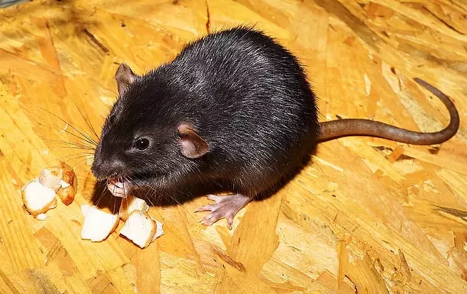 Rat offers tips for hosting pandemic Thanksgiving