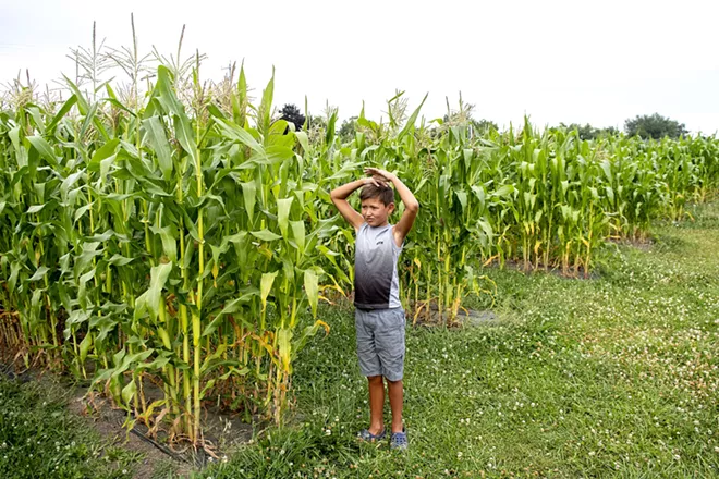 "It's taller than me," Jarrett Barnes, 8, says of the corn that the Wes Barnes says should be ready to harvest within two weeks as they walk about their farm on Saturday. August Frank/Tribune - AUGUST FRANK/TRIBUNE