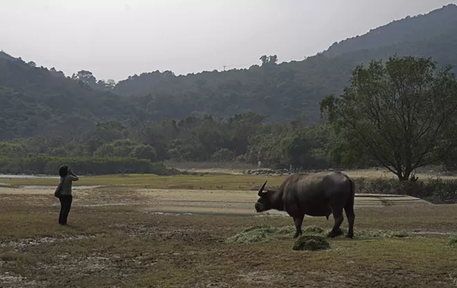 Ho Loy, chairwoman of the Lantau Buffalo Association, shouts to call to the wild cows and buffalos to come to eat at Lantau island, the biggest island within the territory of Hong Kong on Jan. 17, 2021. The Chinese Year of the Ox begins Friday, Feb. 12, and in the shadow of Hong Kong's futuristic urban skyline, wild bovines are getting some love. Ho and her team of volunteers dedicate most weekends to checking on the cattle that roam the biggest island within the territory of Hong Kong. (AP Photo/Vincent Yu)
