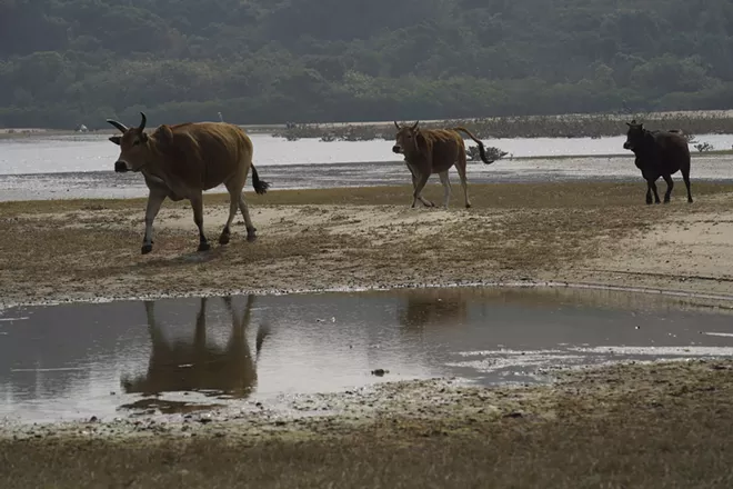 Cows run over to eat at Lantau island, the biggest island within the territory of Hong Kong on Jan. 17, 2021. The Chinese Year of the Ox begins Friday, Feb. 12, and in the shadow of Hong Kong's futuristic urban skyline, wild bovines are getting some love. Ho Loy of the Lantau Buffalo Association and her team of volunteers dedicate most weekends to checking on the cattle that roam the biggest island within the territory of Hong Kong. (AP Photo/Vincent Yu)