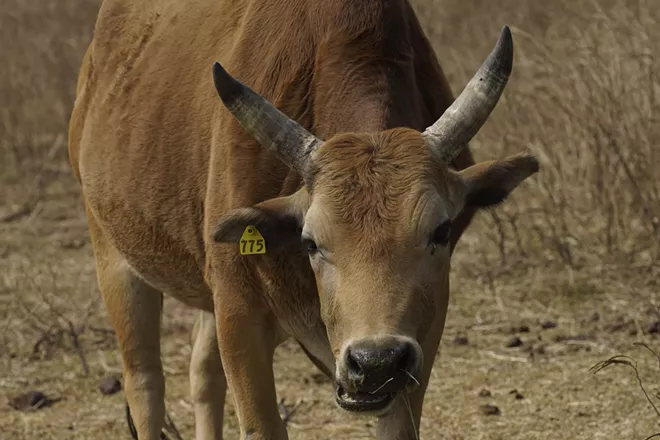 A cow eats grass at Lantau island, the biggest island within the territory of Hong Kong on Jan. 17, 2021. The Chinese Year of the Ox begins Friday, Feb. 12, and in the shadow of Hong Kong's futuristic urban skyline, wild bovines are getting some love. Ho Loy of the Lantau Buffalo Association and her team of volunteers dedicate most weekends to checking on the cattle that roam the biggest island within the territory of Hong Kong. (AP Photo/Vincent Yu)