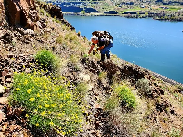 Randy Squires, of Lewiston, searches a steep hillside for unusual rocks last week on a rockhound hunt outside Clarkston. Squires is president of the Hells Canyon Gem Club. - JENNIFER K. BAUER