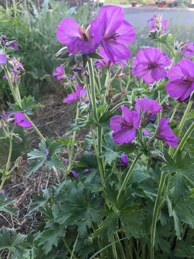 Sticky geranium’s flowers and large distinctive leaves bring color to gardens. The bright flowers attract pollinators in late spring and early summer. Grows 1 to 3 feet tall in meadows, prairies, open woodland and pineland edges where there is partial or full sun. - PENNY MORGAN