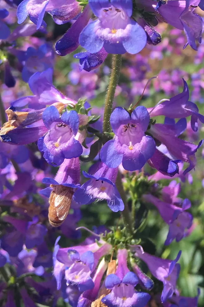 Taper-leaf penstemon, with showy, blue, tubular flowers, is easy to grow, and bees love it. In rich soils, plants can grow to be 1 to 2 feet tall with many dark green leaves. - PAM BRUNSFELD