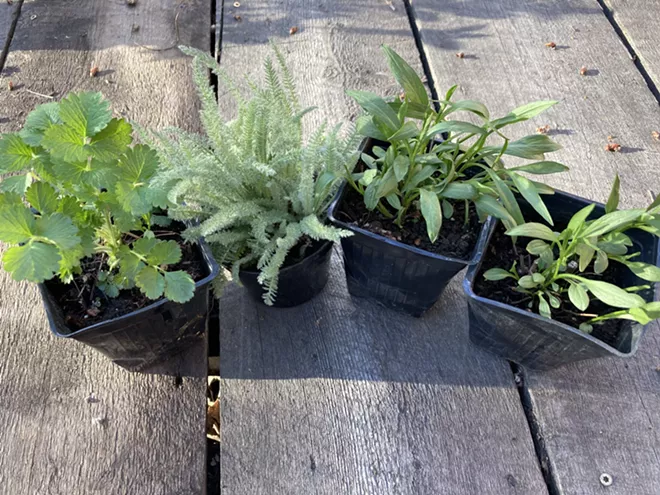 From left to right are: sticky cinquefoil, which will soon have bright yellow flowers; western yarrow, which will bloom white and expand rapidly into open spaces; and two western mountain aster plants, which will bloom in late summer with purple ray flowers with yellow centers that attract pollinators. All are easy-to-grow perennials. - PENNY MORGAN