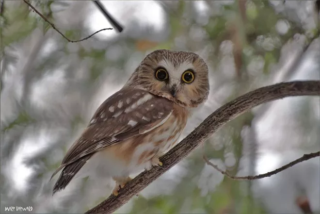 The northern saw-whet owl is small but there’s an owl that is even smaller. Do you know what species it is? This photo was taken by Mary Haywood, of Clarkston, at Hells Gate State Park in Lewiston in February. She submitted it to Share Your Snaps at inland360.com, where we welcome reader photos.