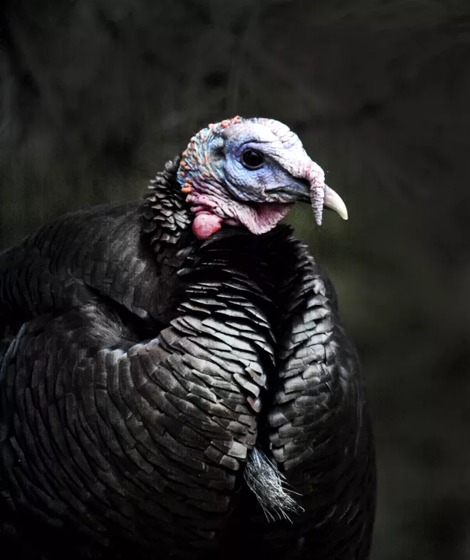 Trevor, of Lewiston, agreed to an exclusive Thanksgiving week interview with Inland 360. He dished on the 2021 turkey shortage and whether that's affecting the flock's holiday plans. - MARY STONE/360