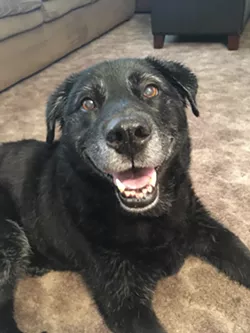 Despite her stubborn ways and bad habits (such as sorting garbage), Mia is a wonderful companion. - KAYLEE BREWSTER/INLAND 360