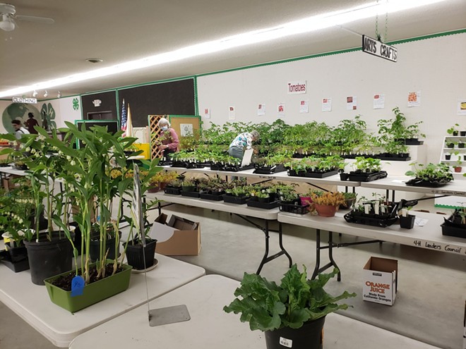 The Asotin County CattleWomen's annual plant sale includes tomatoes, peppers, herbs, annuals, perennials and more.