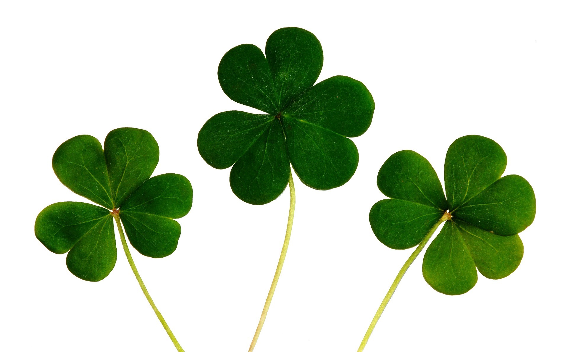 Why are four-leaf clovers lucky and what should you do if you
