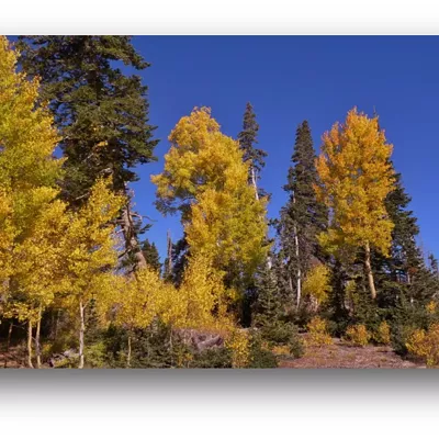 Beautiful quaking aspen fall foliage at Cedar Breaks National Monument, Utah, elevation approximately 10,500 ft. Photo taken by John Farbo, Sept. 22, 2015.