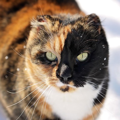 Our cat Autumn. I snapped this yesterday in my backyard while taking pictures of snowflakes! She was the perfect assistant! Amanda Bagley of Lewiston.
