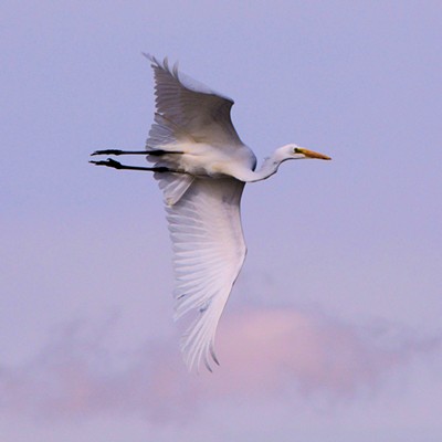 A Great Egret flying over Mann Lake in Lewiston. Photo by Lewiston Stan Gibbons, Sept. 15, 2015.