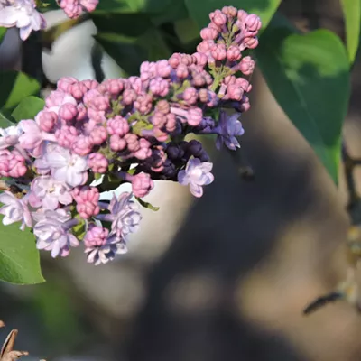 Taken in Lewiston 4/16/15. Our Lilac is just beginning to bloom.