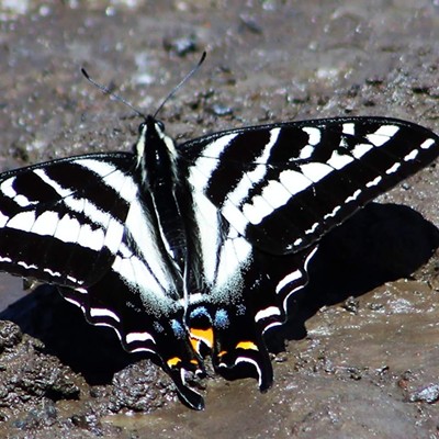 Single butterfly