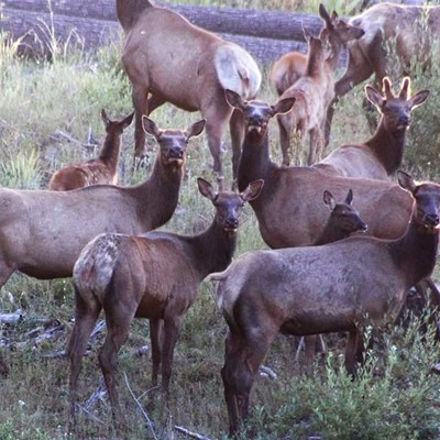 This is a picture I took of a herd of elk in the Umatilla National Forest on Aug. 6, 2016. I was very happy to see that there were several calves out with this family.