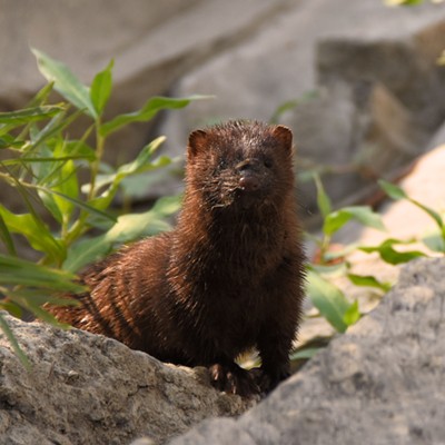 While paddling my kayak along the shore of the Snake River several miles south of Asotin I spotted this mink and took a few pictures. Photo by Stan Gibbons on 9-3-2017.