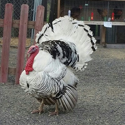Turkey at Asotin County Fair