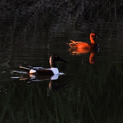 Northern Shoveler and Cinnamon Teal at Mann Lake. Photo by Stan Gibbons on 5/7/2014