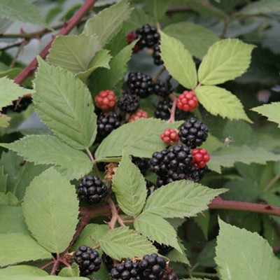While watching the sun come up I spotted these blackberries down by the Clarkston boat ramp.