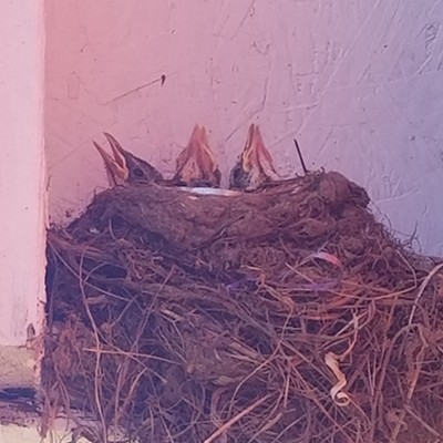 Three baby robins await for their momma to come back to the nest with their lunch.
    June 13, 2018
    Clarkston Heights
    Brook Brown