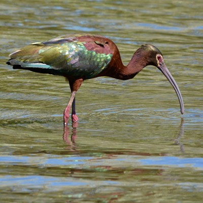 While birding in Lewiston/Clarkston on May 24, we spotted this white-faced ibis in its shimmery iridescent breeding plumage in the shallows at Swallows Park. These wading birds are often seen in area waterways in April/May and we were thrilled to see our first one this year. Photo by Ken Spitzer