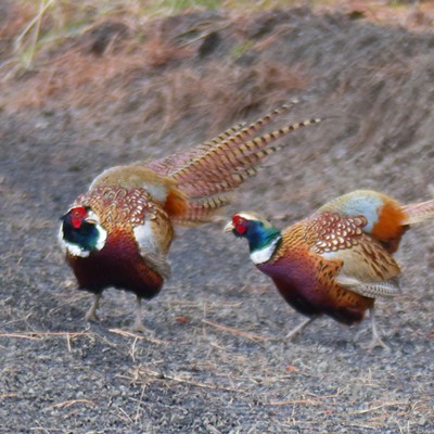 Two male pheasants challenge each other on the Palouse. Sarah Walker, Nov 25, near Moscow