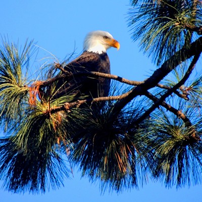 Bald Eagle at Canoe Camp near Orofino