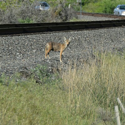 Coyote crossing RR tracks near Red Wolf Bridge  February 2016  Photgrapher Mary Hayward of Clarkston