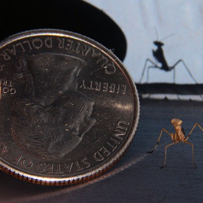 A two bit gauge was used to show the diminutive size of a mantis nymph that Stan Gibbons of Lewiston found crawling on his garage. Photographed on 6/28/2017.