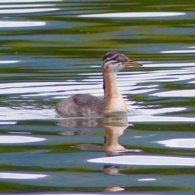A young-of-the-year red-necked grebe, waiting for its childhood stripes to go away and its neck to redden. Photo by Sarah Walker, taken at the Kenai National Wildlife refuge, Alaska, on Aug 11.