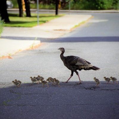 In Spokane we saw this turkey crossing the road with her many young ones. Taken May 24, 2018 by Mary Hayward.