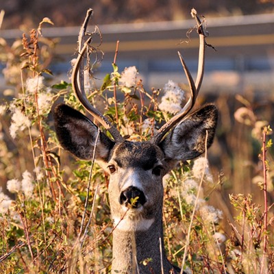 This mule deer was caught sporting some fancy headgear on Rattlesnake Grade. Photo by Stan Gibbons of Lewiston, 10/21/2012.