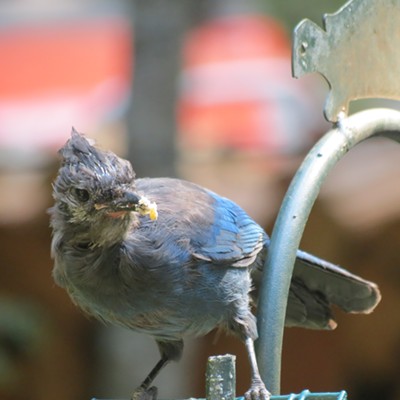 I caught this photo of a juvenile Steller's Jay in September. He was very cautious and looks ragged with his adult plumage starting to grow in. Photo taken by Betsy Bybell in her yard on Moscow Mountain.