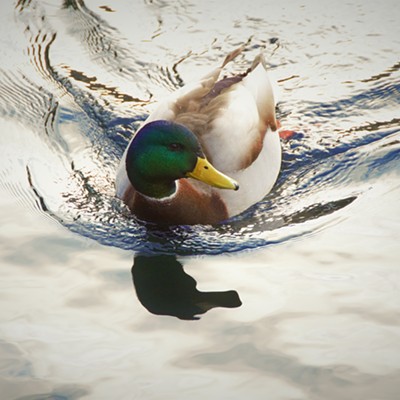 Mary Hayward of Clarkston snapped this photo of a mallard swimming at Riverfront Park in Spokane on Dec. 31, 2016.
