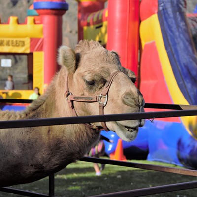 This camel was fairly quiet&nbsp;for all the people that stopped by to pet him at Riverfest Oct 1, 2016 . Photo taken by Mary Hayward of Clarkston.