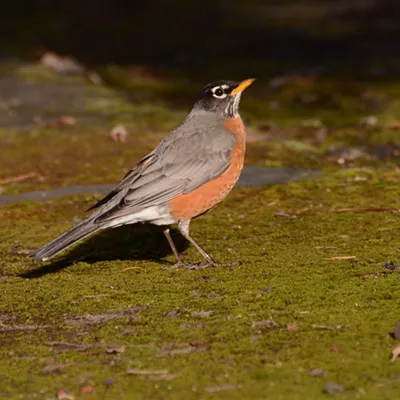 Mrs. Robin pauses on the mossy path at the Lewiston Wildlife Habitat Area. Photographed in the middle of winter on Feb. 3, 2016,&nbsp;by Stan Gibbons.