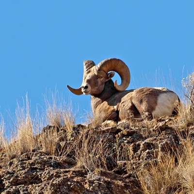 Bighorn Ram  photographed by Larry Hamrin on 10/20/2015 on Lickfork Road  Asotin Co., Wash.